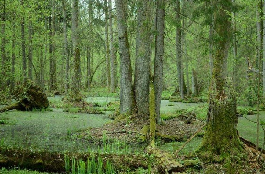 Białowieża Forest, Białowieża, Podlaskie, Poland